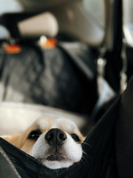 Cachorro no banco do carro.