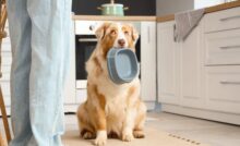 Imagem de cachorro segurando pote