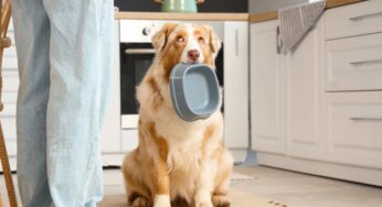Ração coadjuvante: uma aliada no tratamento do seu cão