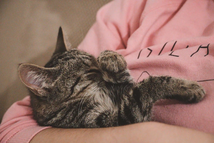 Descubra tudo sobre o amor de gato 2 Gato no colo da tutora.