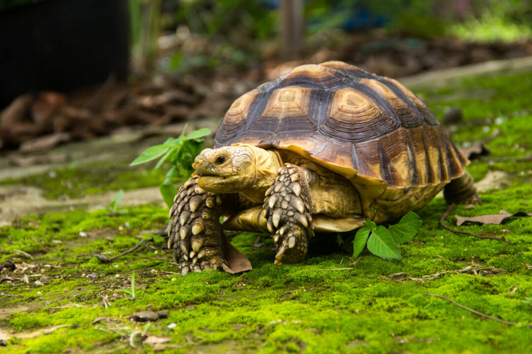 animal-expectativa1 (1)