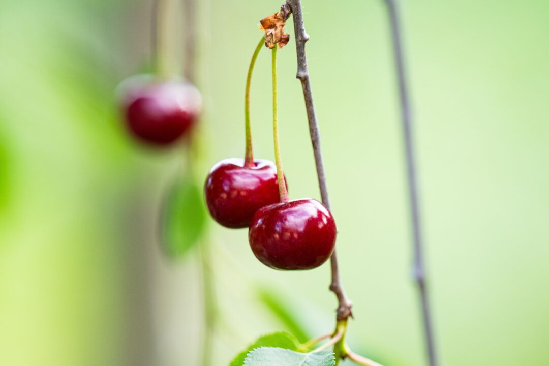 Imagem de fruta