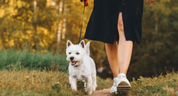 Descubra quando pode passear com cachorro filhote!