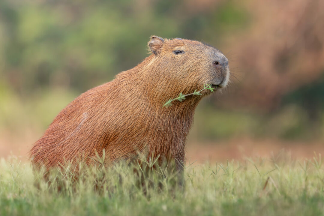 Imagem de capivara