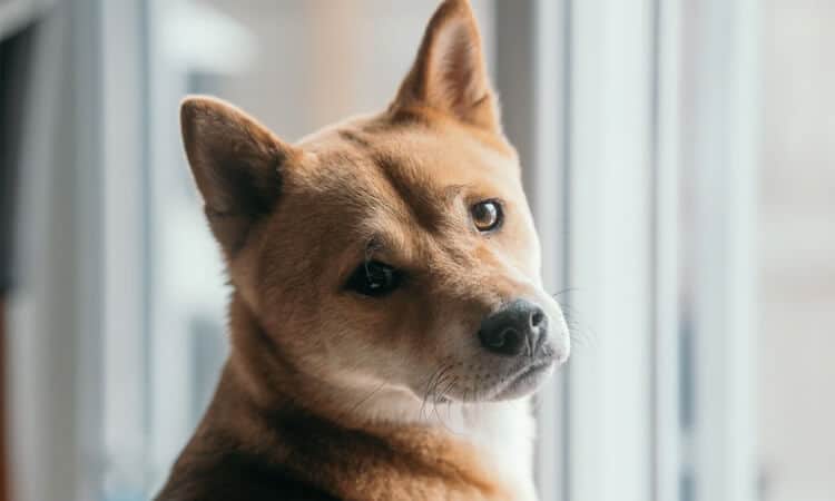 Cachorro Shiba Inu próximo de janela ampla.