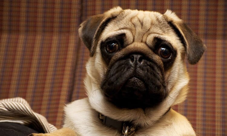 Cachorro pug sentado.