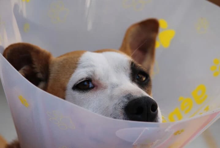 Cachorro SRD com colar elizabetano estampado com patas amarelas.