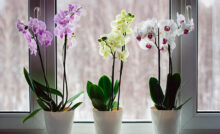 Três vasos de orquídeas.