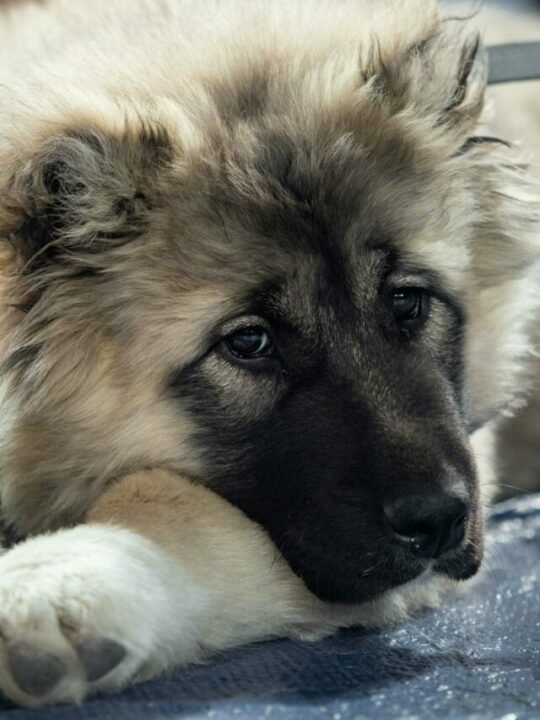 ansiedade-de-separacao-capa