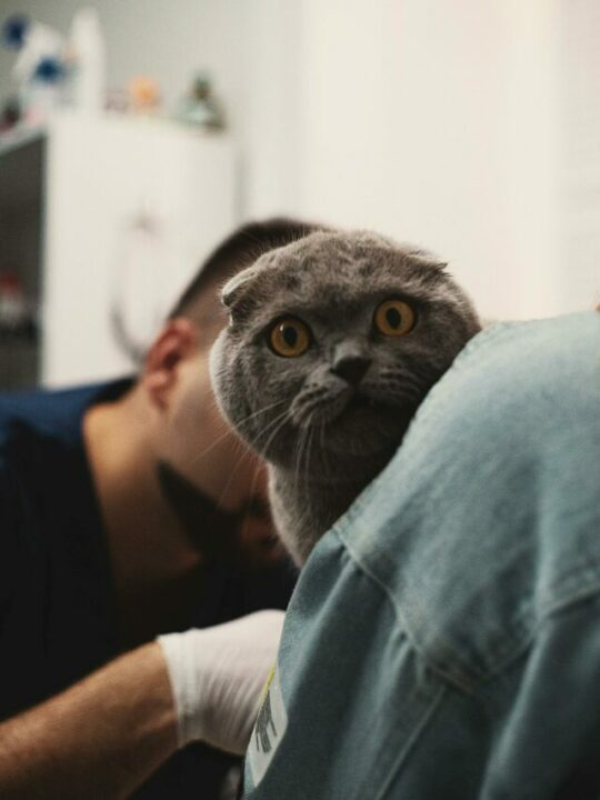 castracao-felina-capa