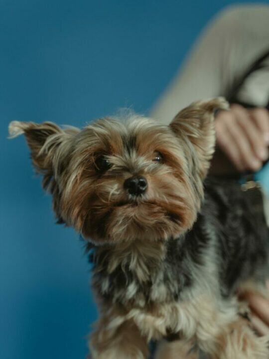 Imagem de cachorro sendo tosado