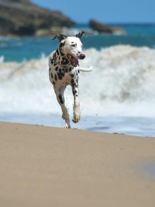 Cachorro saltitando na praia.