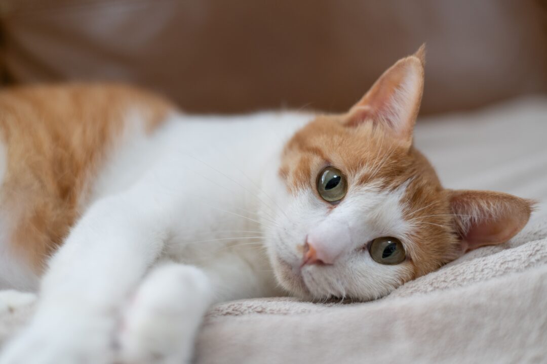 Imagem de gato deitado