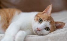 Imagem de gato deitado