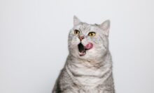 Imagem de gato cinza sentado