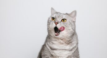Gato com calor? Confira 5 formas de refrescar o pet