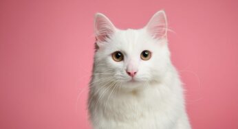 30 nomes de gato inspirados em cores