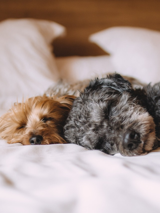 Dois cachorros dormindo numa cama com lençóis brancos.