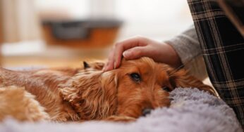 Janeiro Branco: transtornos mentais mais comuns em pets