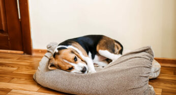 O que é pancreatite em cachorro? Veja sintomas e tratamento