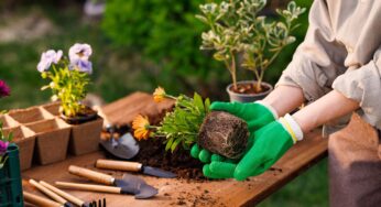 Como saber se a planta está morrendo? 5 sinais para ficar alerta