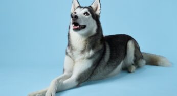 Tosa de cachorro: raças que não podem tosar
