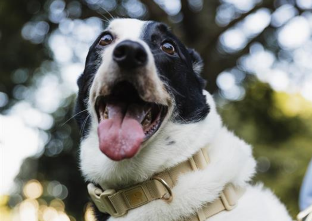 cachorro ao ar livre