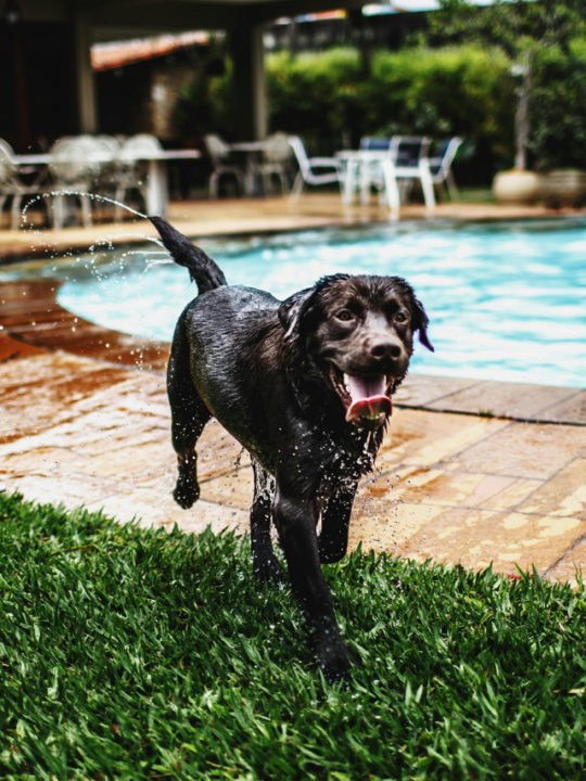 Labrador saindo da piscina.