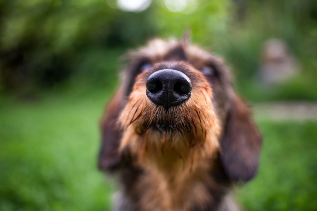 Imagem de cachorro