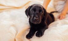 Filhote de cachorro com pelo preto deitado.