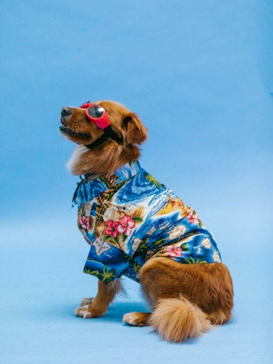 carnaval-com-pet-capa