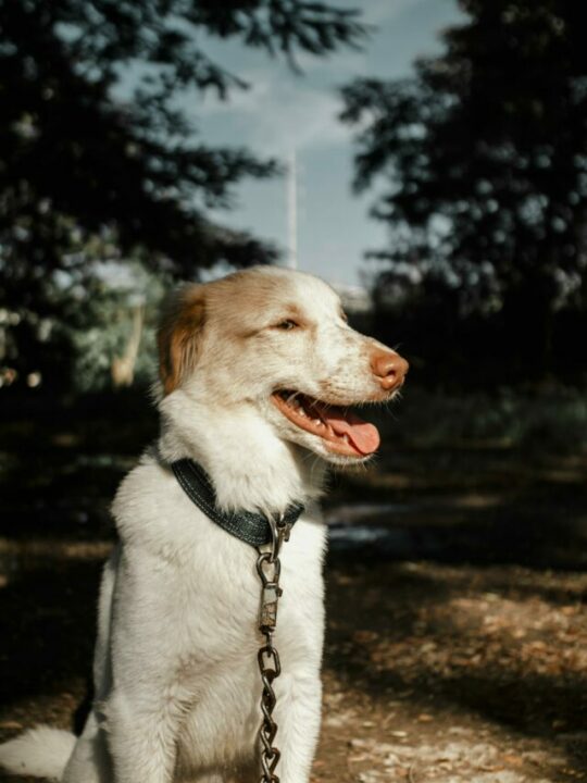 Imagem de cachorro sentado