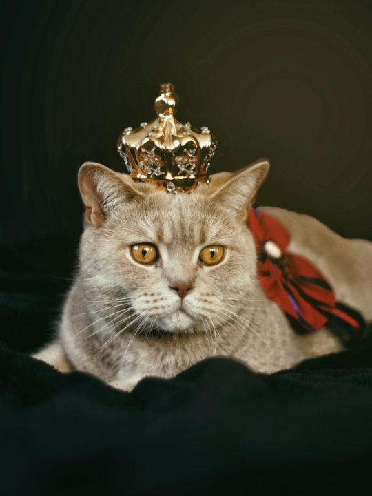 Gato deitado com coroa de rei.