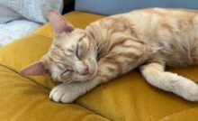 Imagem de gato