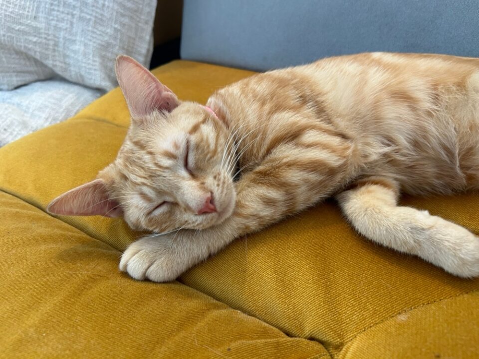 Imagem de gato