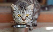 Imagem de gato