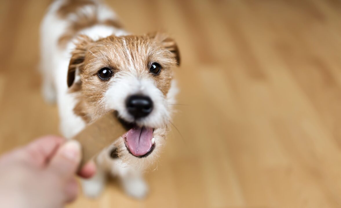 Imagem de cachorro mordendo petisco