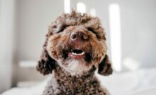 Imagem de cachorro marrom