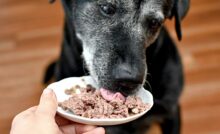 Imagem de cachorro comendo
