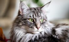 Imagem de gato