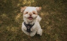 Imagem de Shih Tzu
