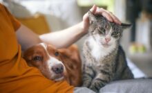 Cachorro e gato deitados no colo do tutor no sofá. O gato ganha carinho na cabeça.