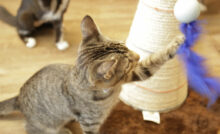Gato brincando com uma pena do arranhador.