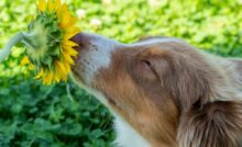 Imagem de cachorro