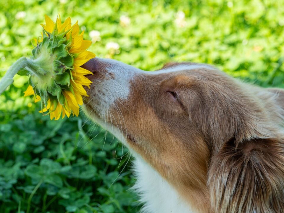 Imagem de cachorro