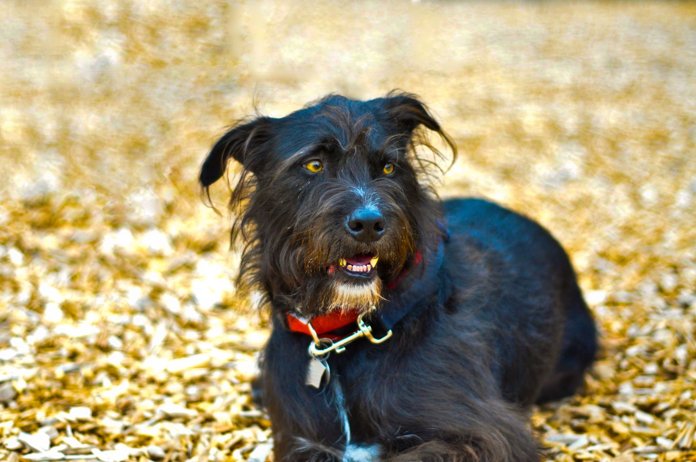 Cachorro fiapo de manga preto.