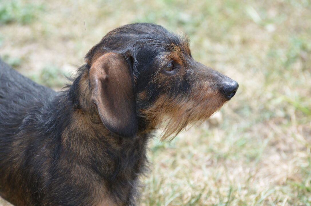 Cachorro fiapo de manga preto.