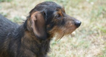 Sarna sarcóptica em animais: transmissão e sintomas