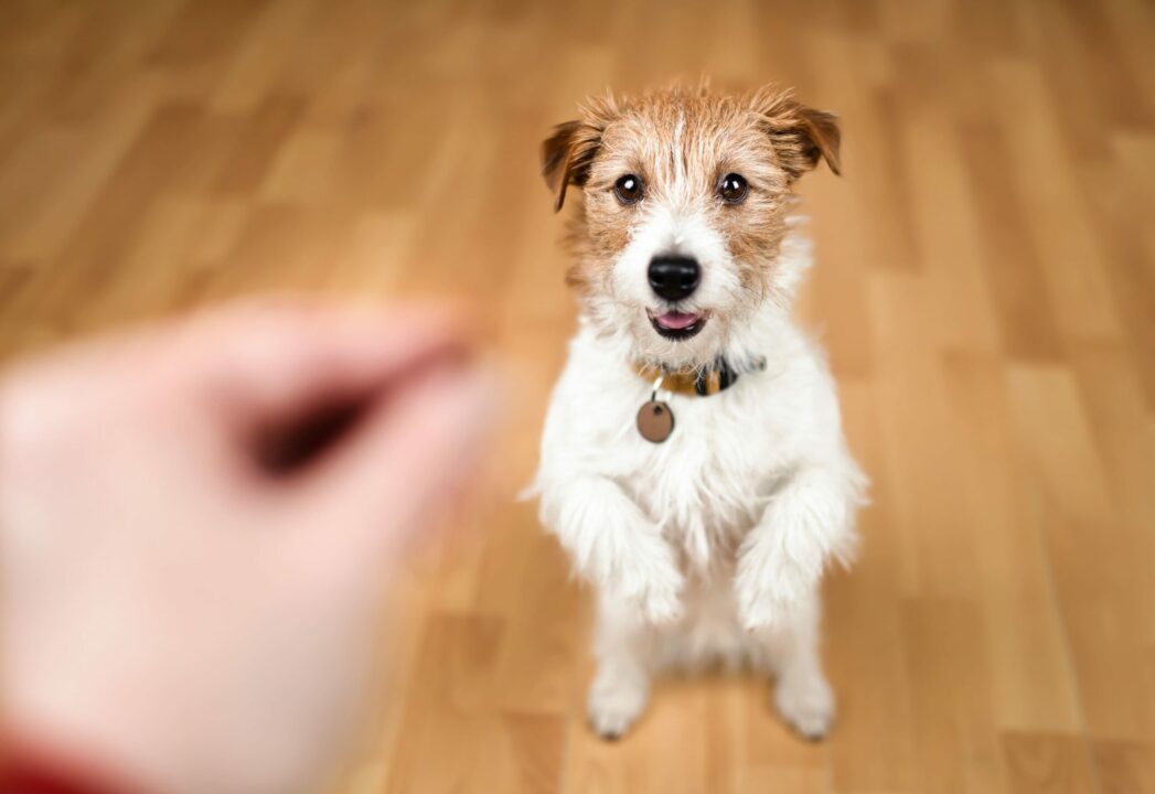 Cachorro fiapo de manga sentado, esperando tutor jogar grão de ração.