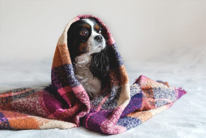 cachorro-no-frio-pet